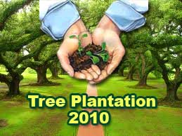 Tree Plantation 2010